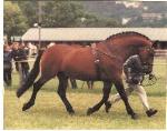 horse