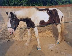 horse