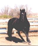 horse