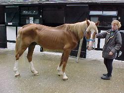 horse
