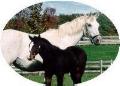 horse