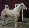 horse