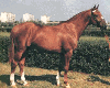 horse