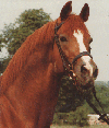 horse