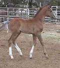 horse