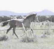 horse