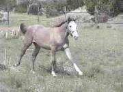 horse