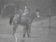 horse