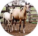 horse