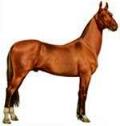 horse