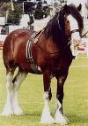 horse