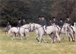 horse