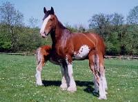 horse