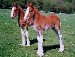 horse