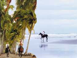 horse