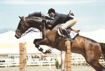 horse