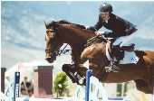 horse