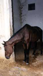 horse
