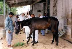 horse