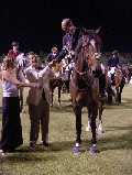 horse