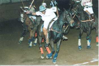 horse