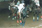 horse