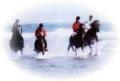 horse