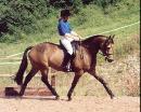 horse