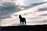 horse