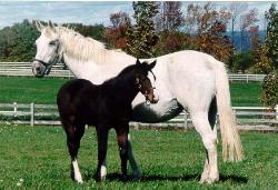 horse
