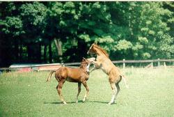 horse