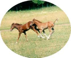 horse