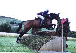 horse