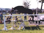 horse