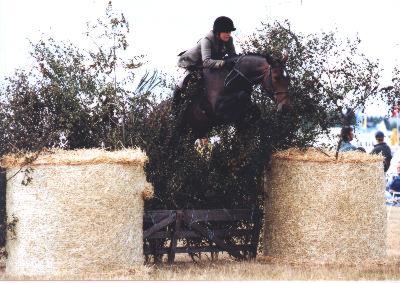 horse
