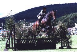 horse