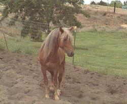 The Blazer Horse