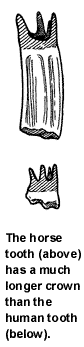 Equine teeth vs human teeth