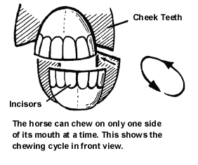 How do Horses Chew?