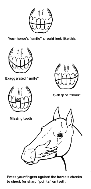 Equine dental problems