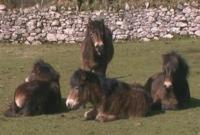 Exmoor Ponies