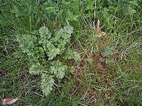 Ragwort