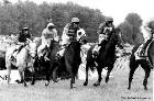 horse