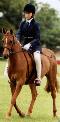 horse
