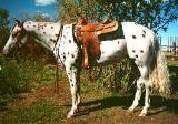 horse