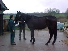 horse