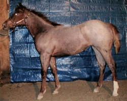 horse