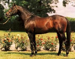 horse