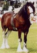 horse