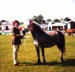 horse